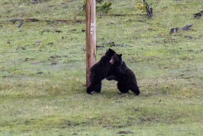Grizzly Bears Fairy Falls Parking Lot 2025